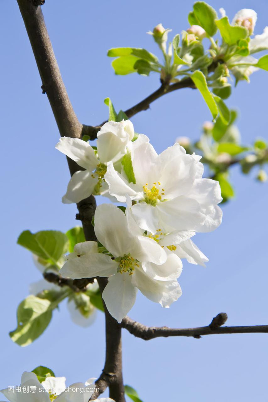 苹果树的温柔花