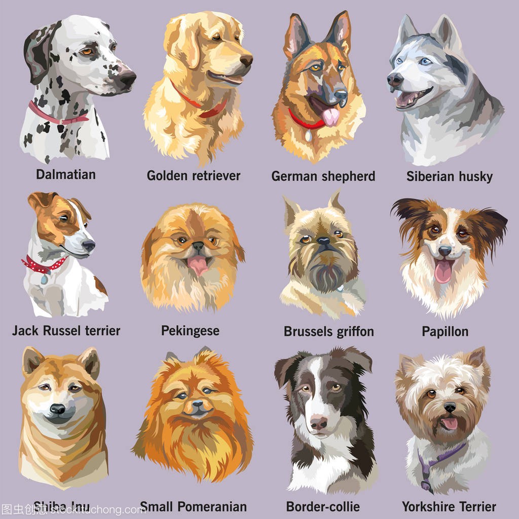 狗的品种的肖像集