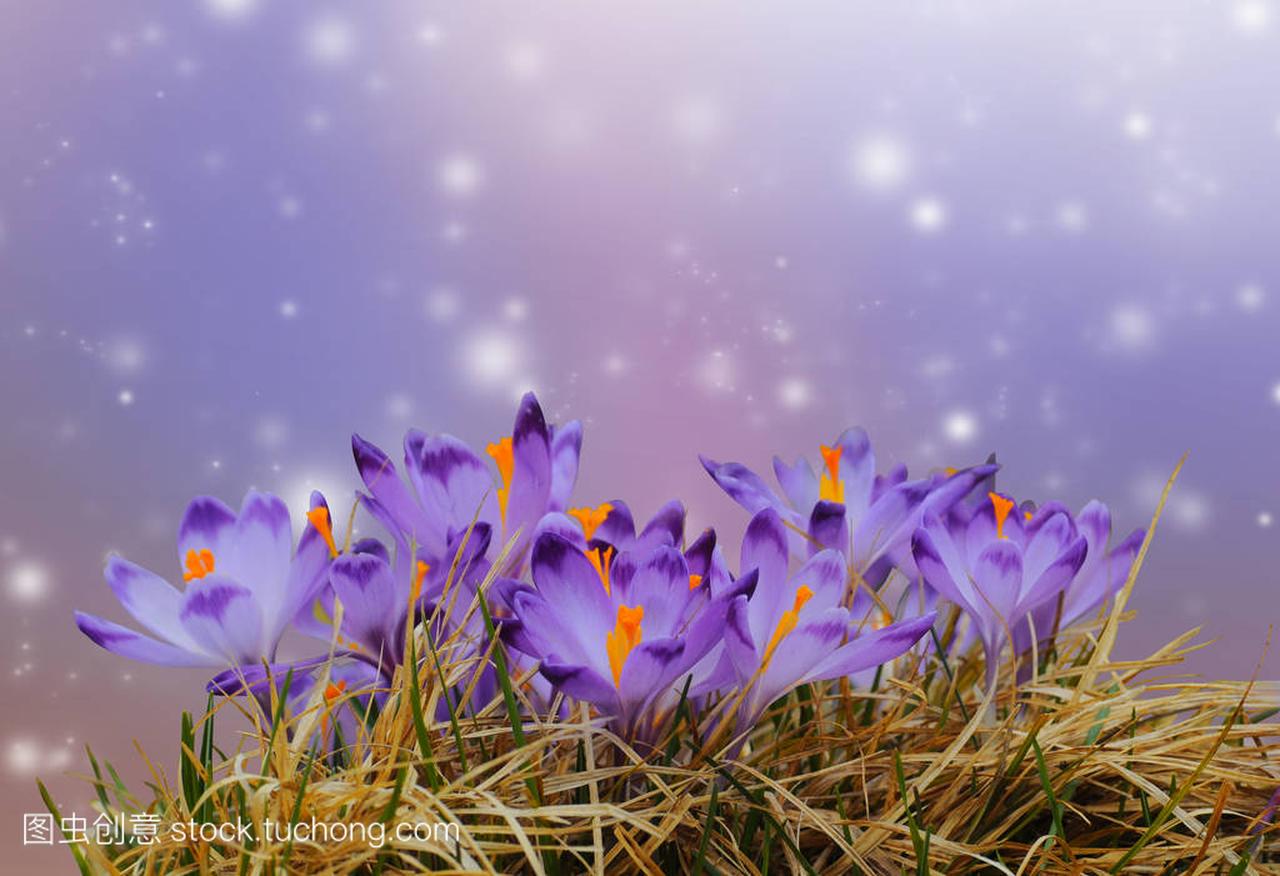 干黄色草地上彩色的景背景紫色番红花春花