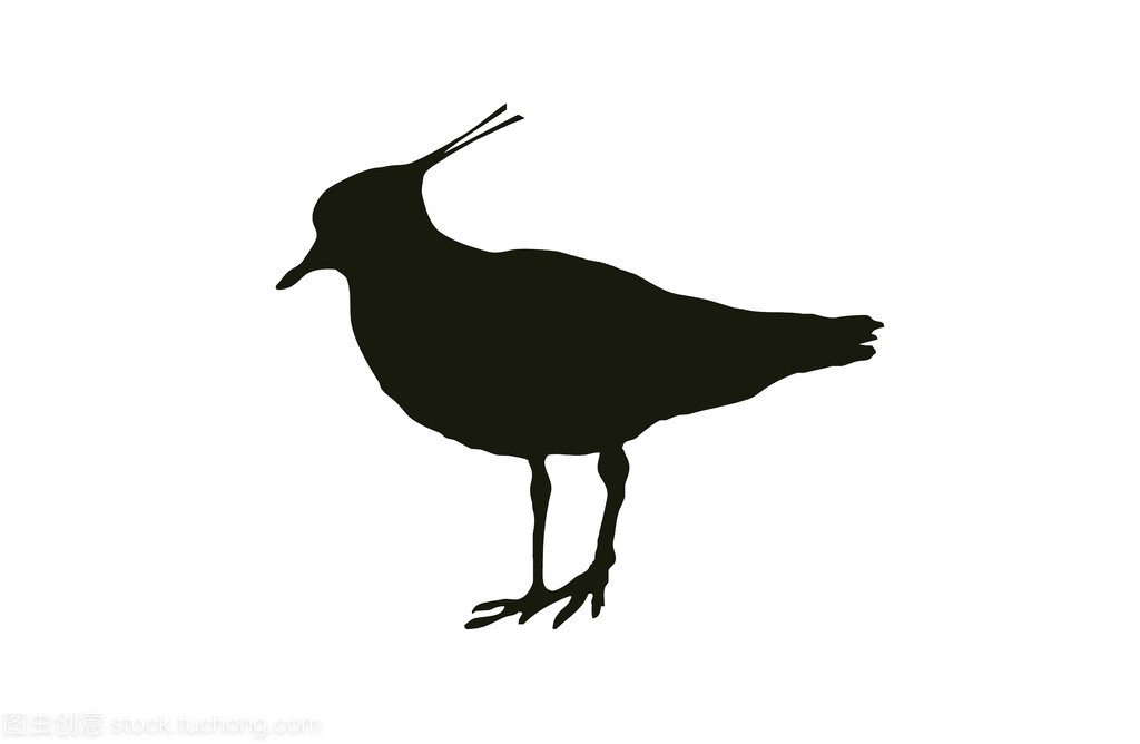 Silhouet 鸟北田凫有一个黑色的波峰和通常生活