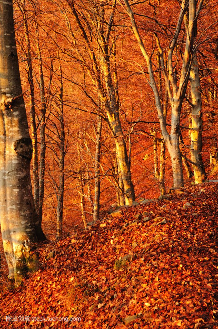第一次的太阳光线击中秋季的山毛榉木