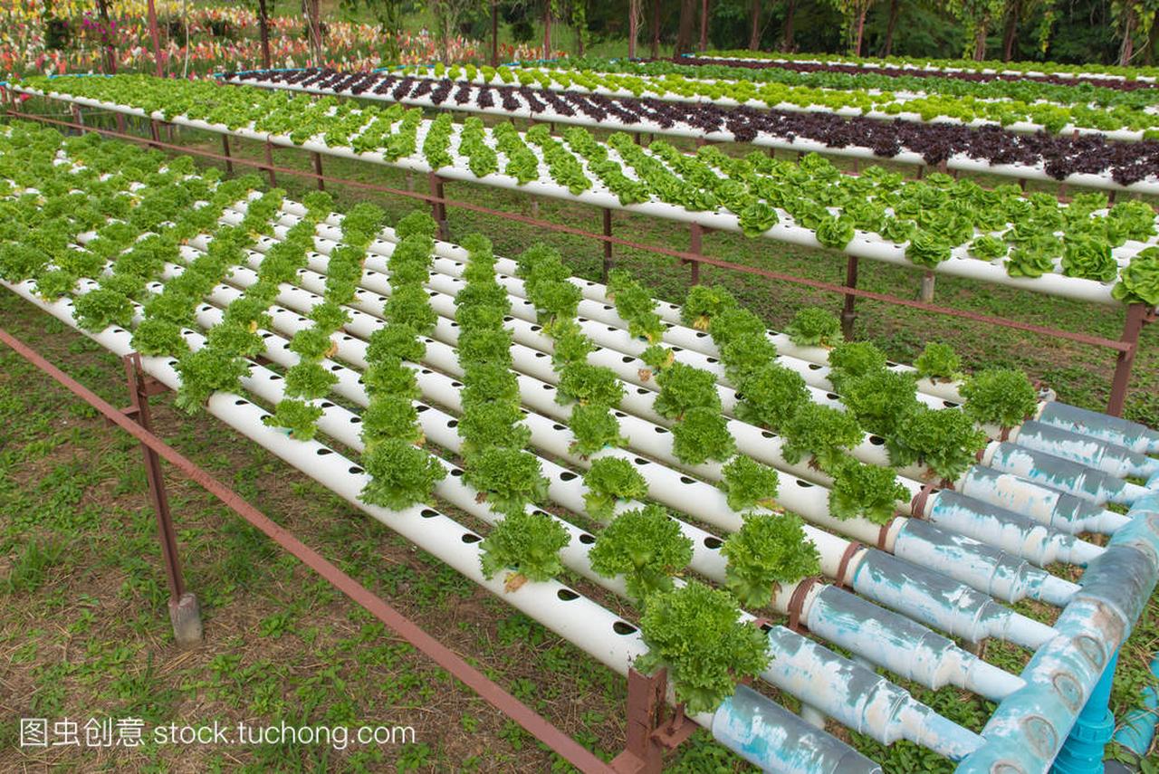 广饶李鹊镇：特色种植增收入