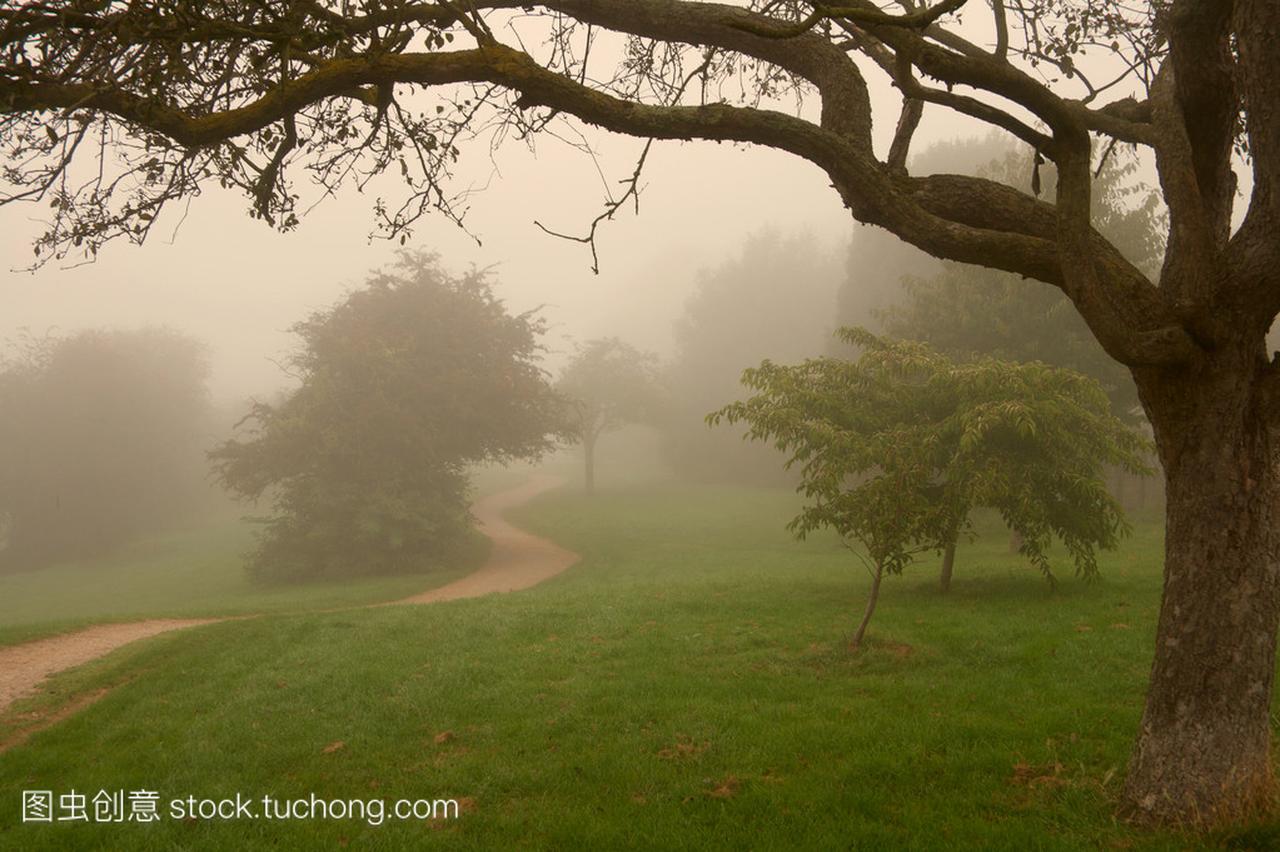 上午英语雾的一个公园,温暖的光