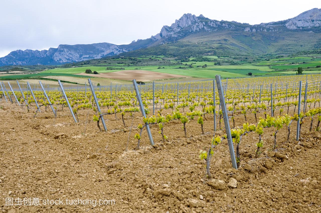 Vineyard at Rioja Alavesa, Basque Country (Sp