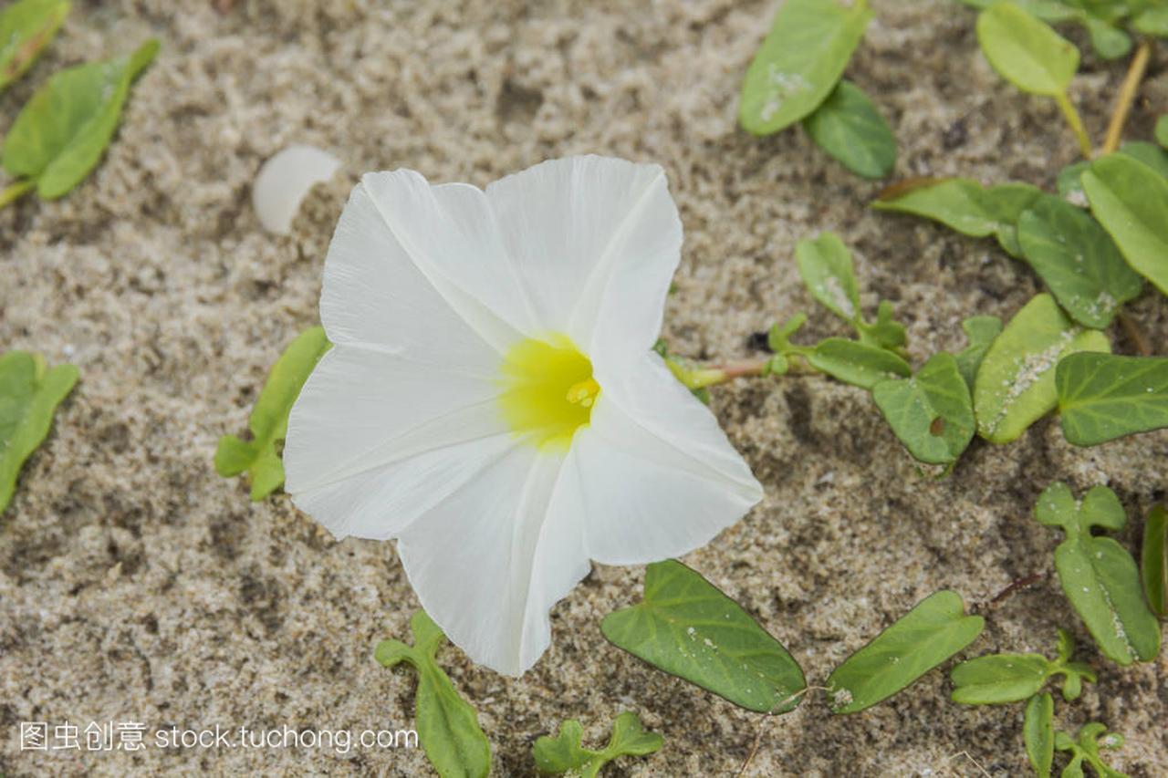 Ipomoea pes-caprae Sweet or Beach Morning 