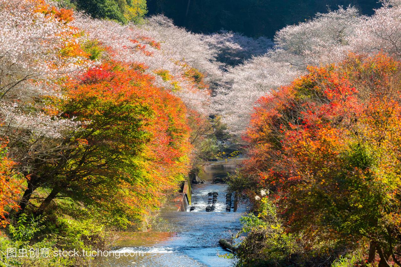 秋天风景与名古屋樱花盛开