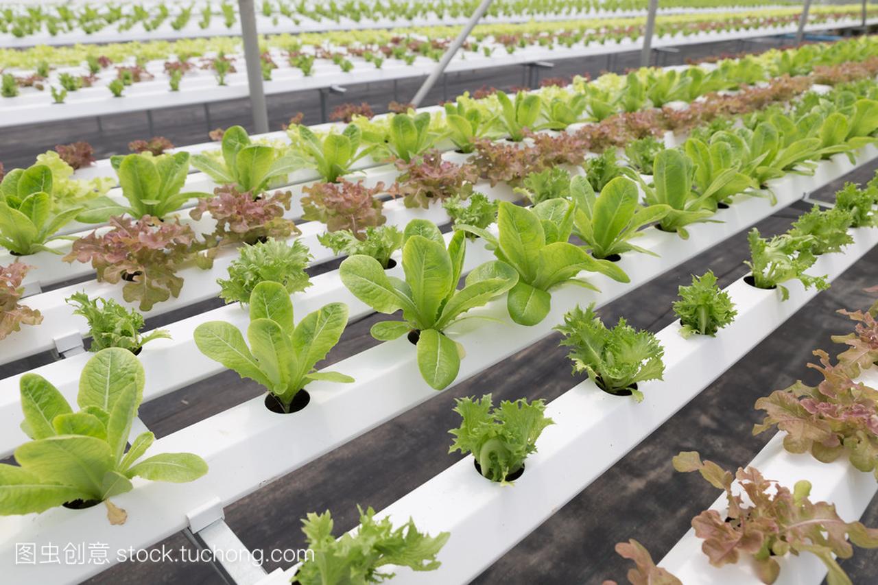 水培生菜蔬菜种植在农业农场