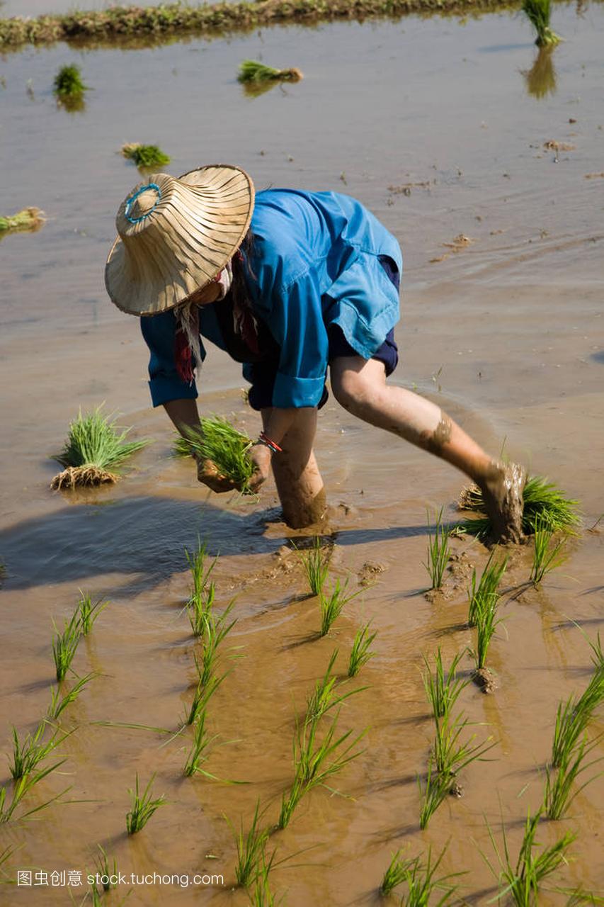 缅甸移民妇女在稻田里工作