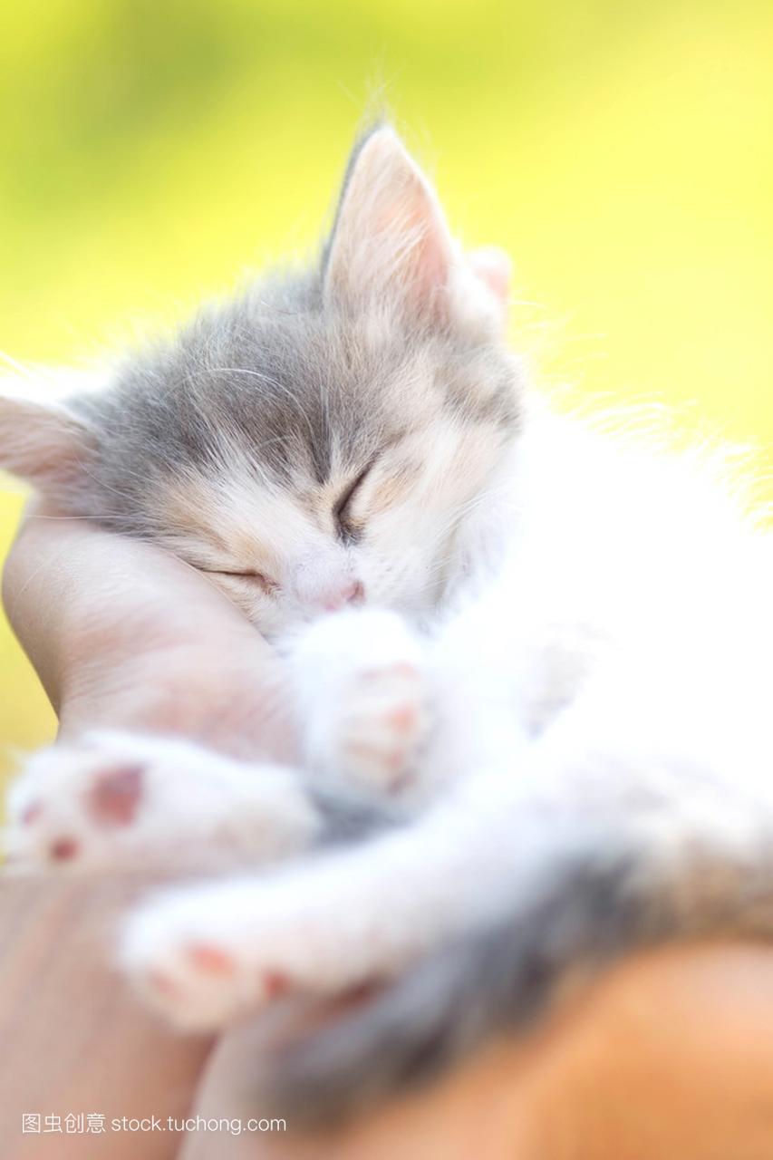 Little sleeping kitten in the hands of girl