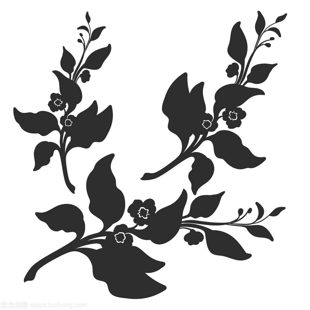 茶树的叶子和花的分支。植物的插图。矢量