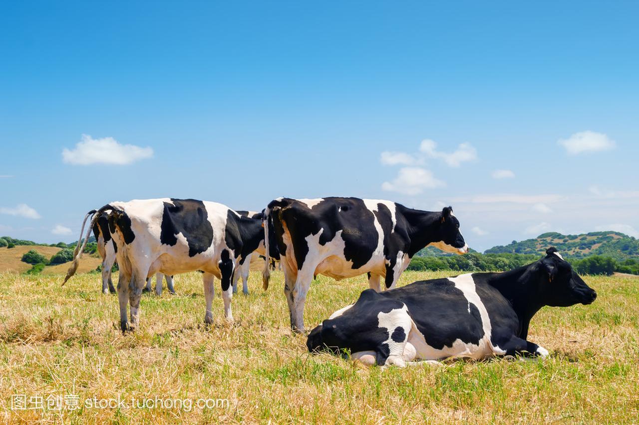 黑白花奶牛放牧在西班牙梅诺卡岛,农田