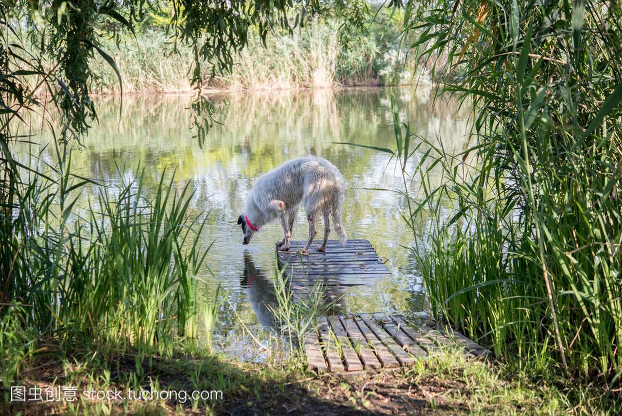 俄罗斯猎犬从河里喝水