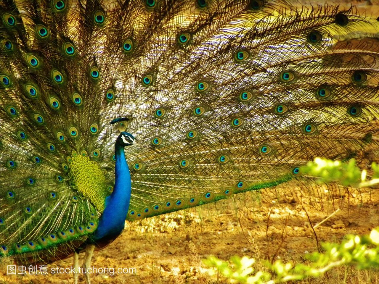 Beautiful peacock dance