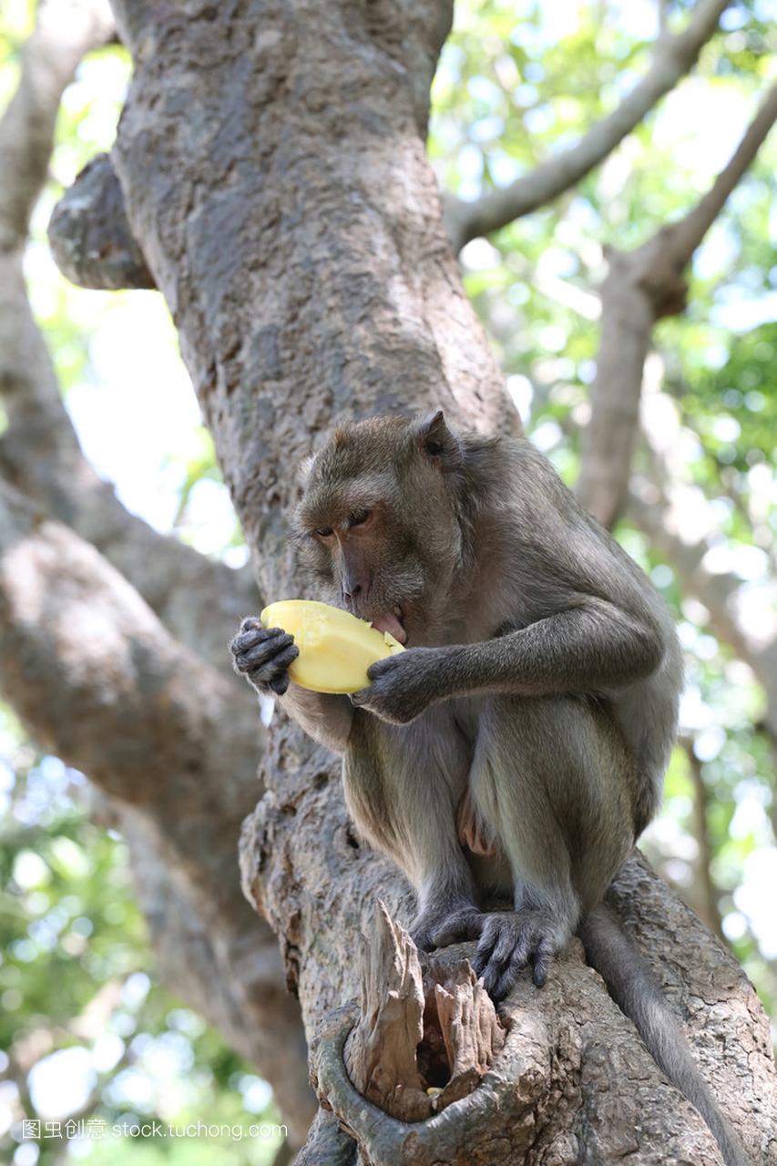 猴子在吃水果的性质