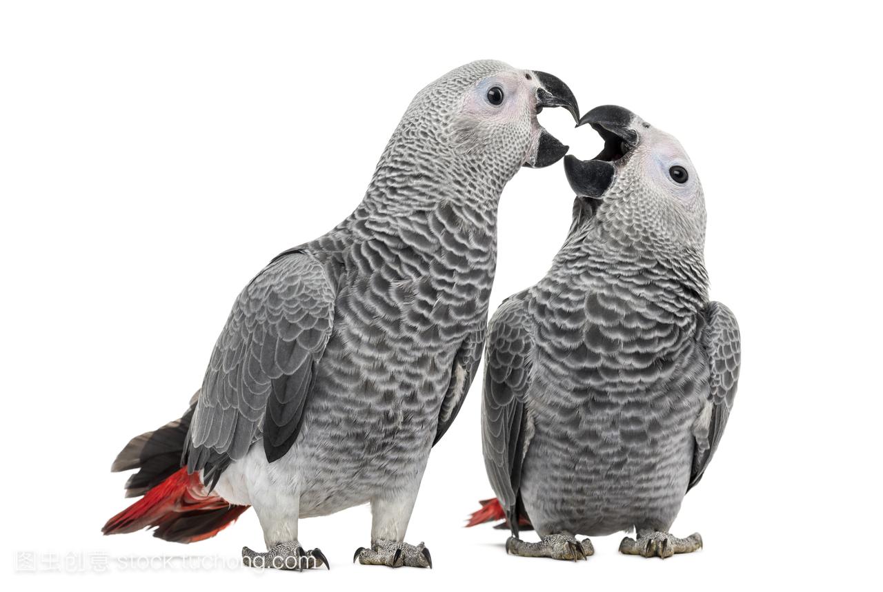 wo African Grey Parrot (3 months old) pecking,