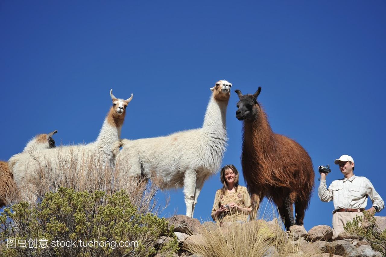 Tourists take pictures of Lamas of in the vast A