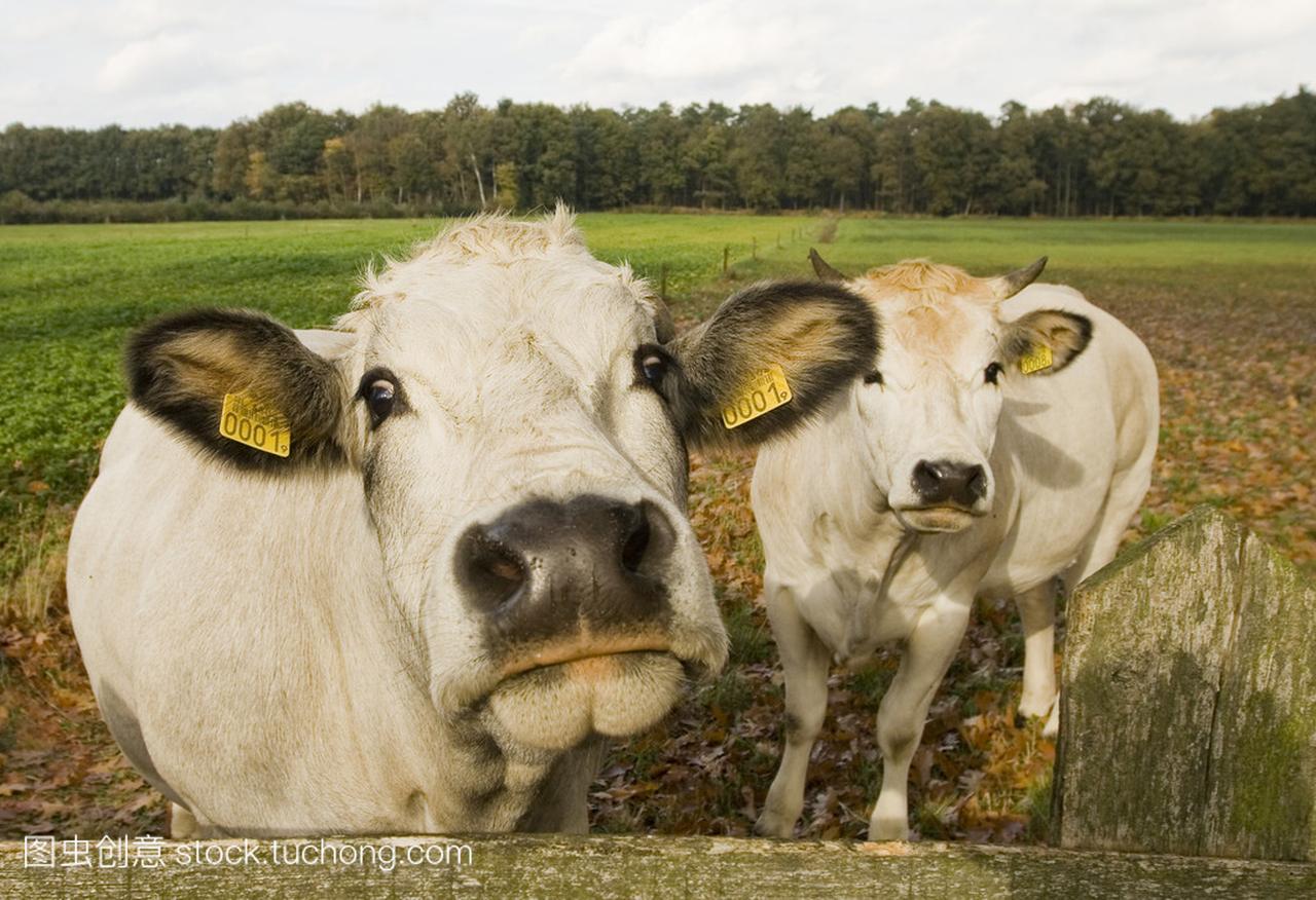 两个牛在牧场