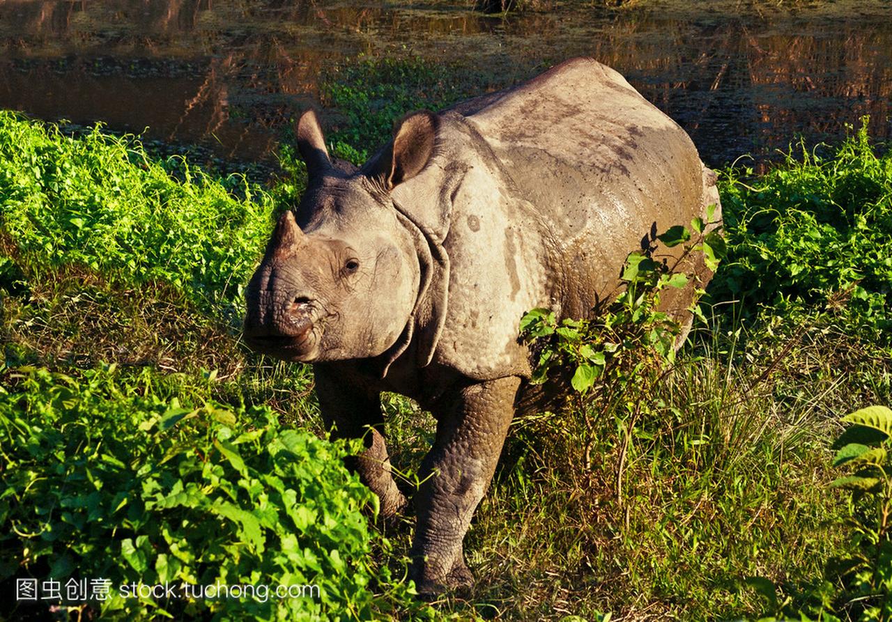 在尼泊尔皇家奇特旺国家公园在印度一个角的犀