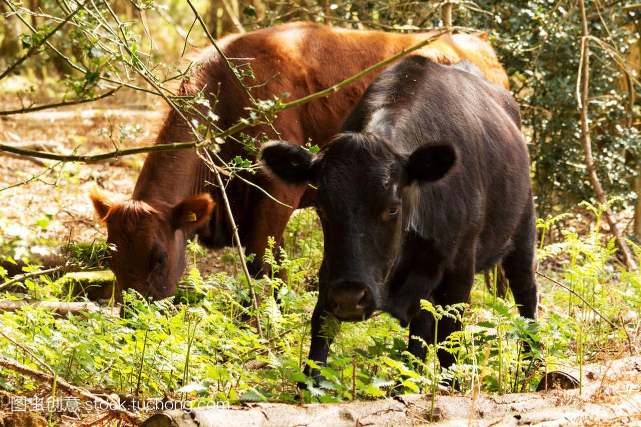 春季在英语林地放牧的奶牛