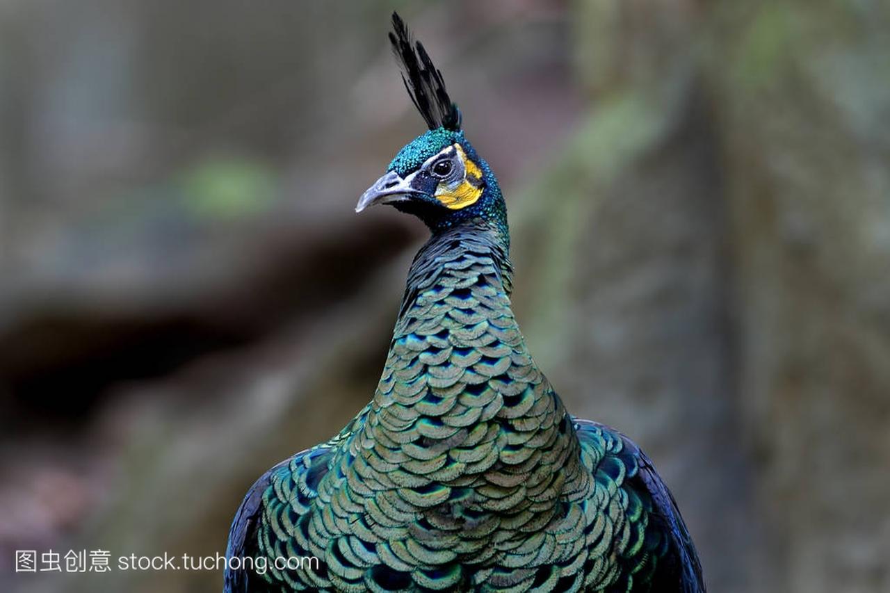 绿孔雀绿孔雀消化系统泰国美丽雄性鸟