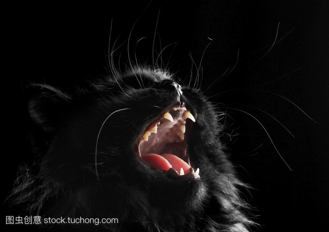 黑色背景上的黑色波斯猫