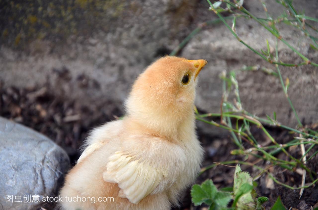 新生雏鸡饲养鸡院子里