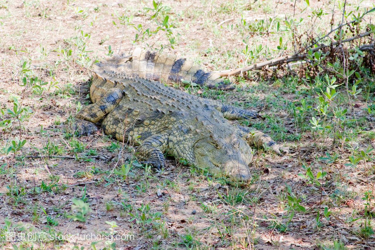 危险非洲鳄鱼在南非克鲁格国家公园