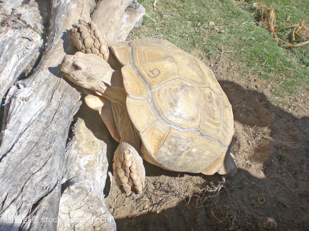 一个 zoomarine,葡萄牙领土大好奇龟