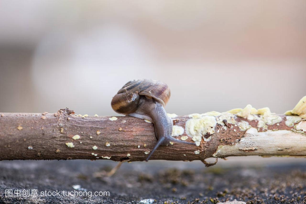 Snail crawls on old wood