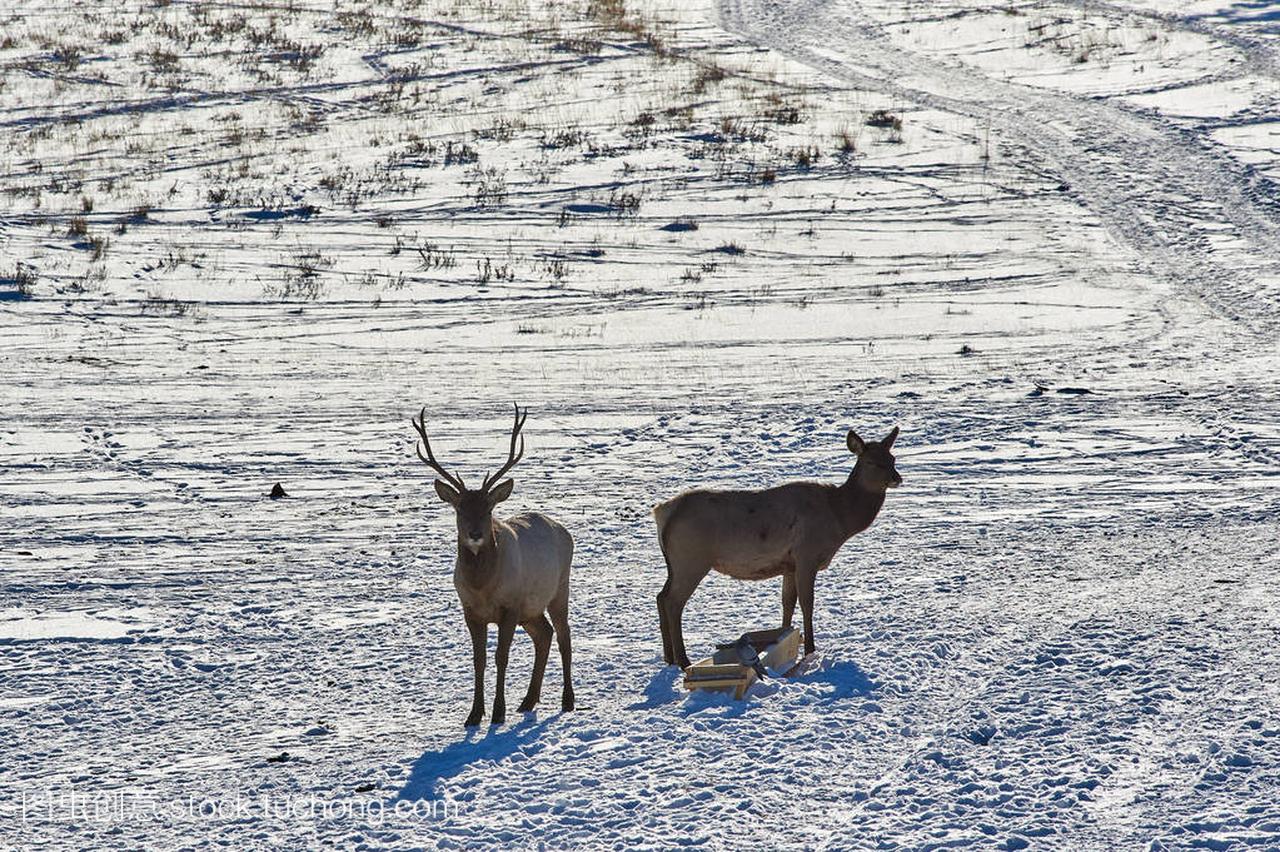 Wild animals of Kazakhstan. Deer.The red dee