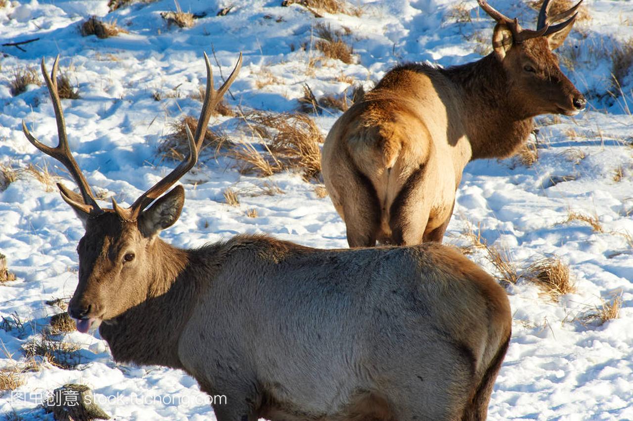Wild animals of Kazakhstan. Deer.The red dee