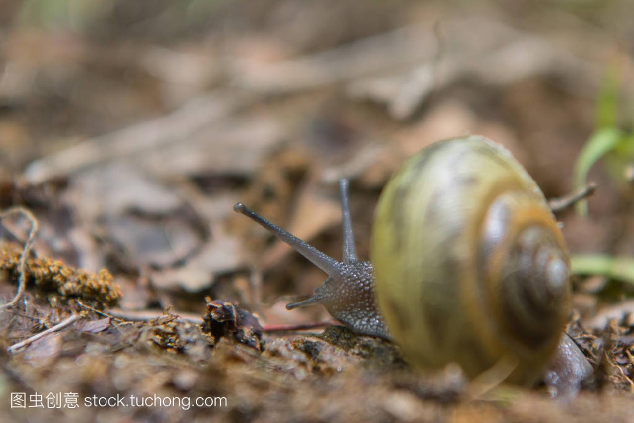 Snail Crawls Away