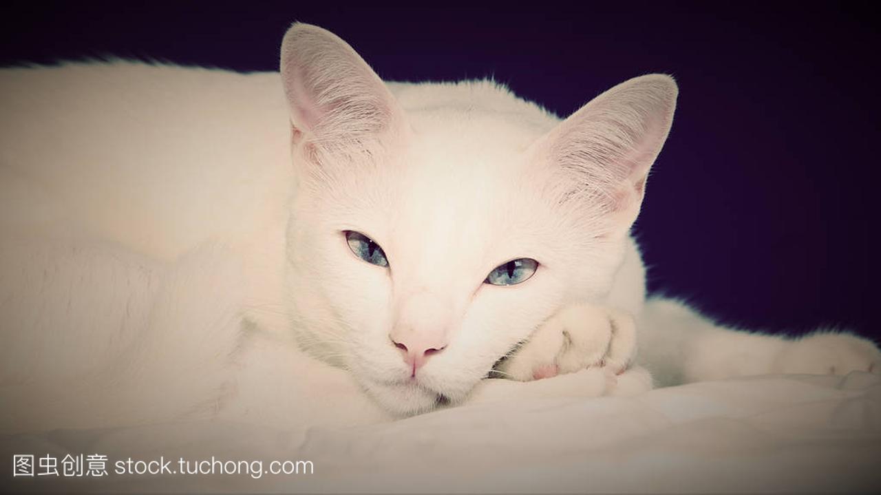 在工作室里白色暹罗猫蓝眼