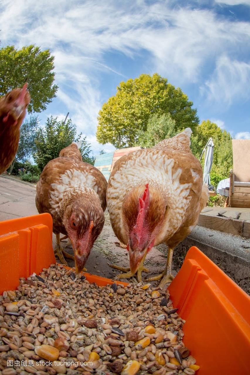 Chickens peck at the wide angle