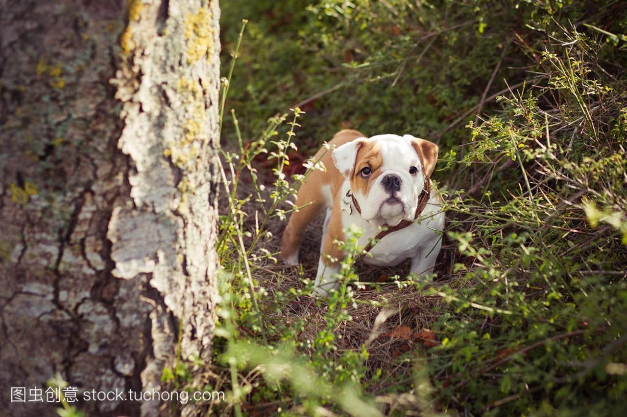 小狗英语法国斗牛犬红白毛皮摆姿势坐在野外的