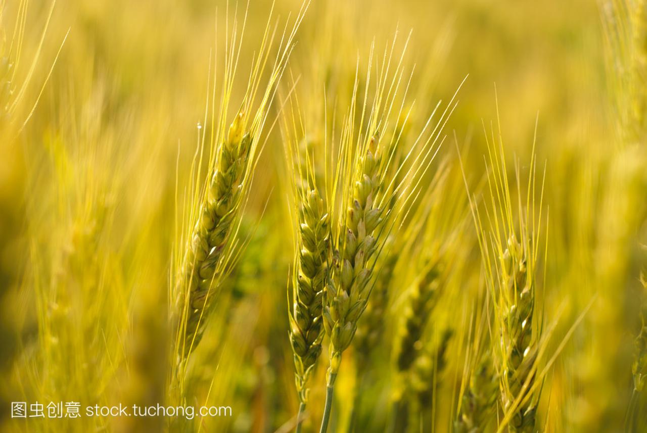 成熟的小麦背景