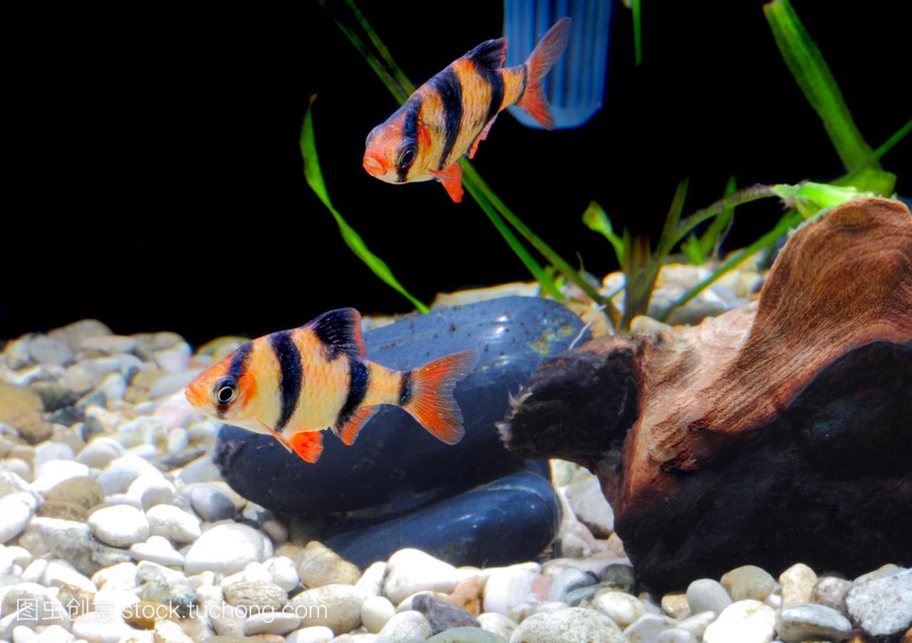 Shoal of aquarium fish-Barbus. (Barbus 