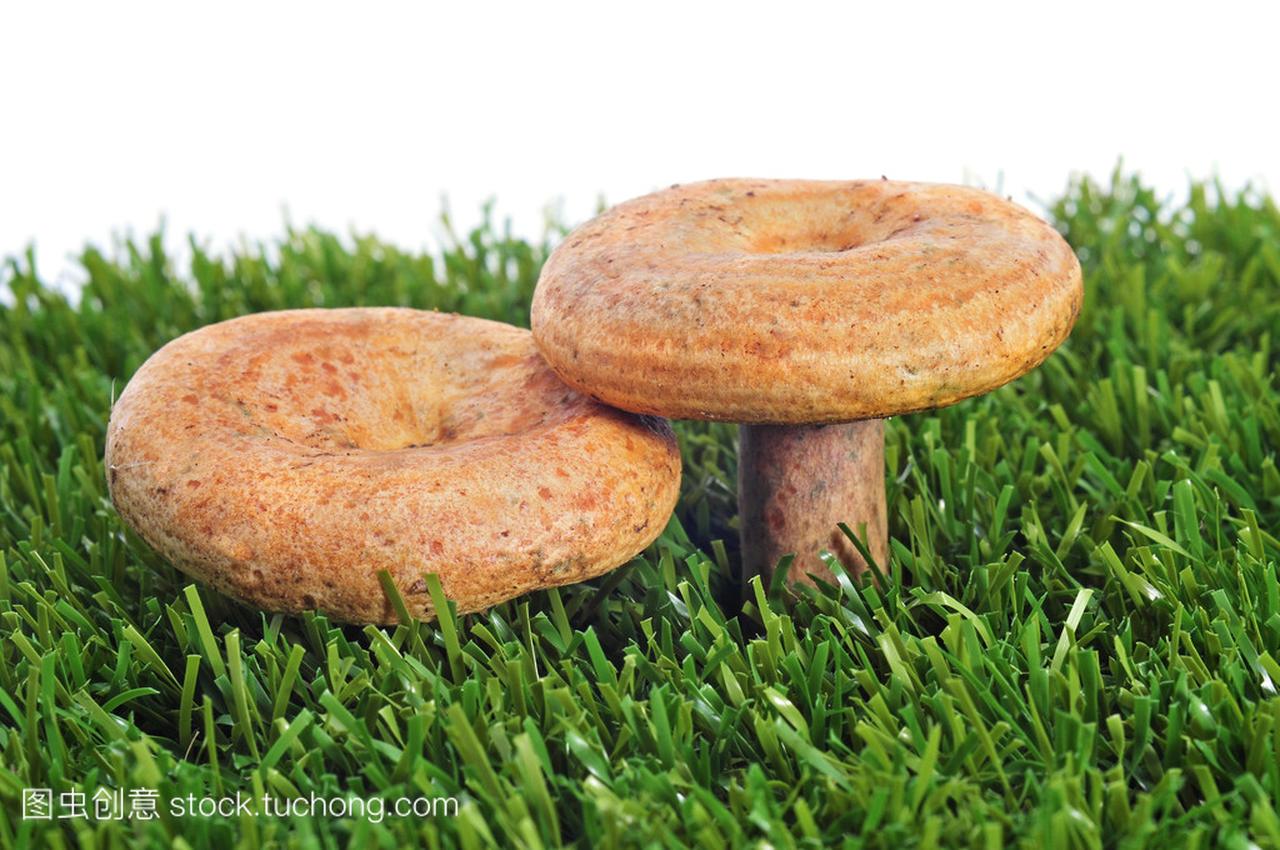 rovellons,西班牙的典型秋季蘑菇