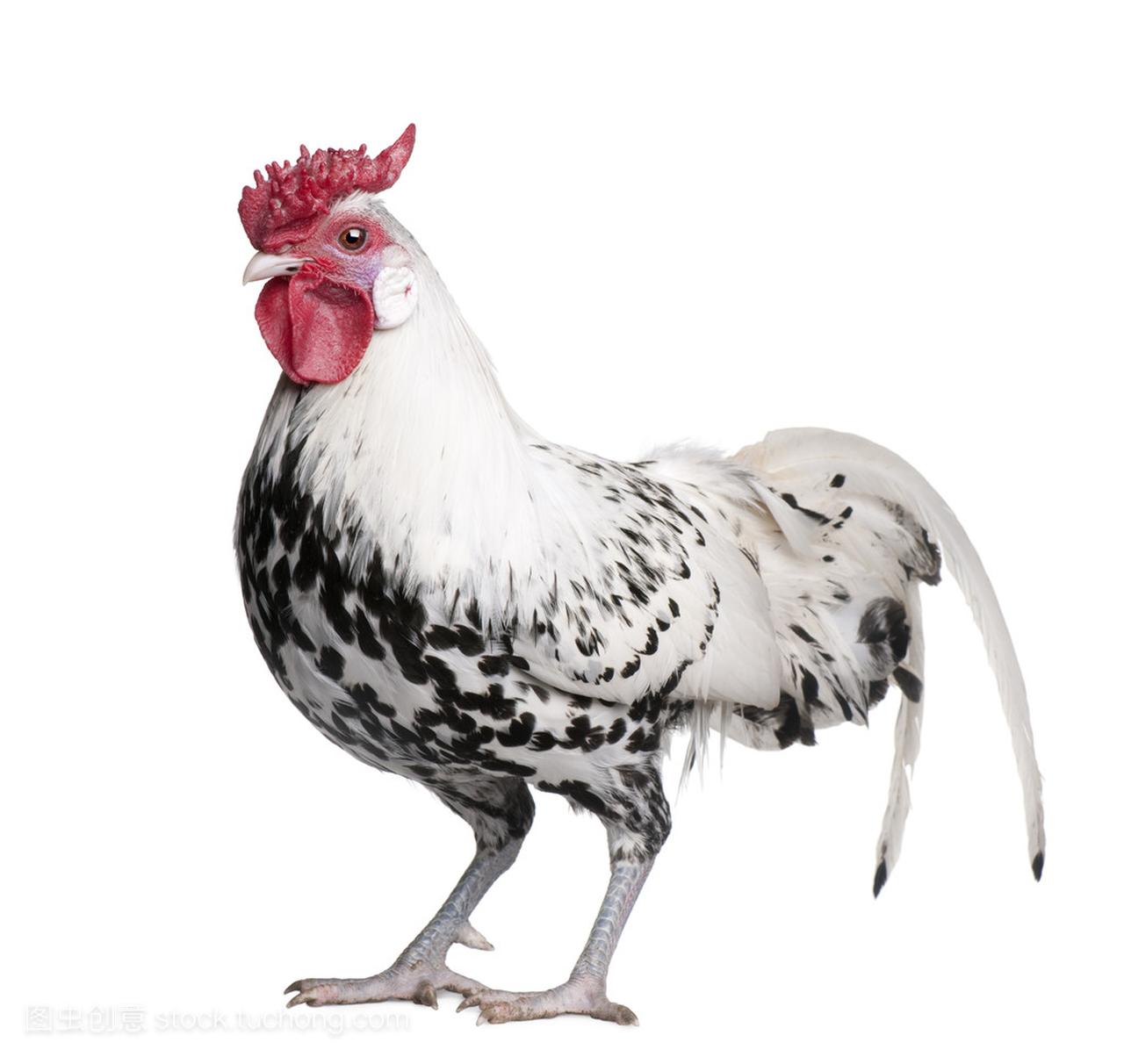 ilver Spangled Hamburg rooster (1 year old)