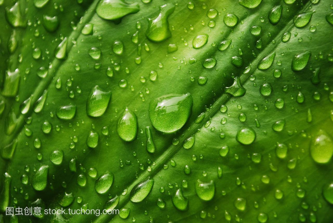 Green leaf with waterdrops (see also other rela