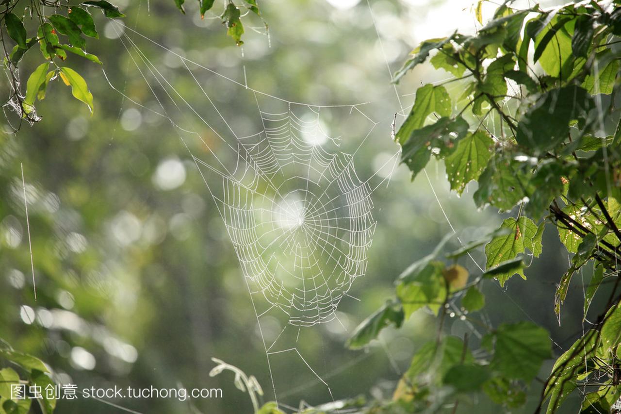 蜘蛛网-远程乌干达西部