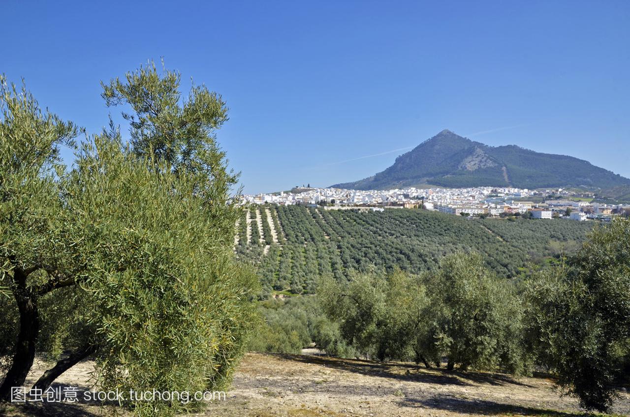 格拉纳达、 科尔多瓦 (西班牙) 和橄榄树的全景