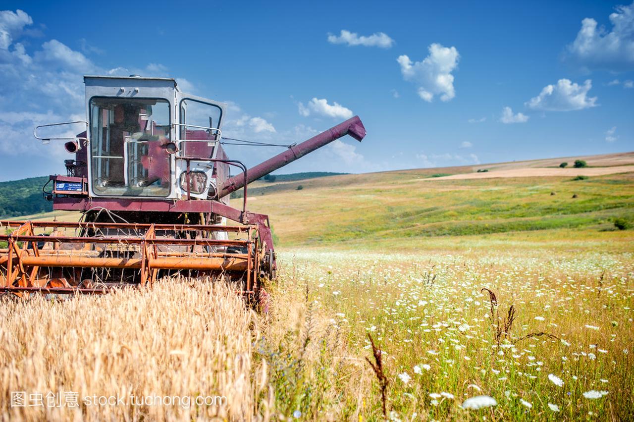与专门的联合收割机收割小麦和谷物的工业采伐