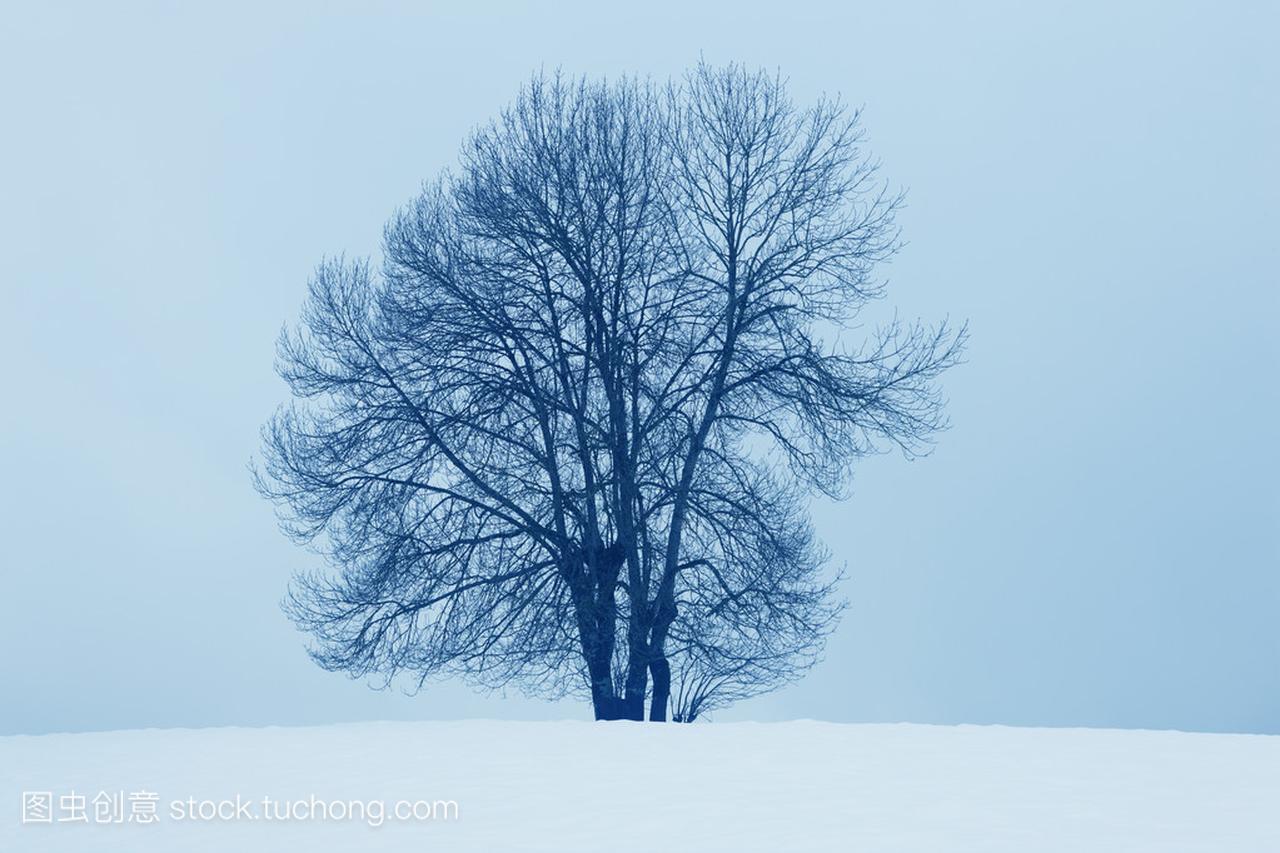 冬季景观树与西班牙纳瓦拉的雪