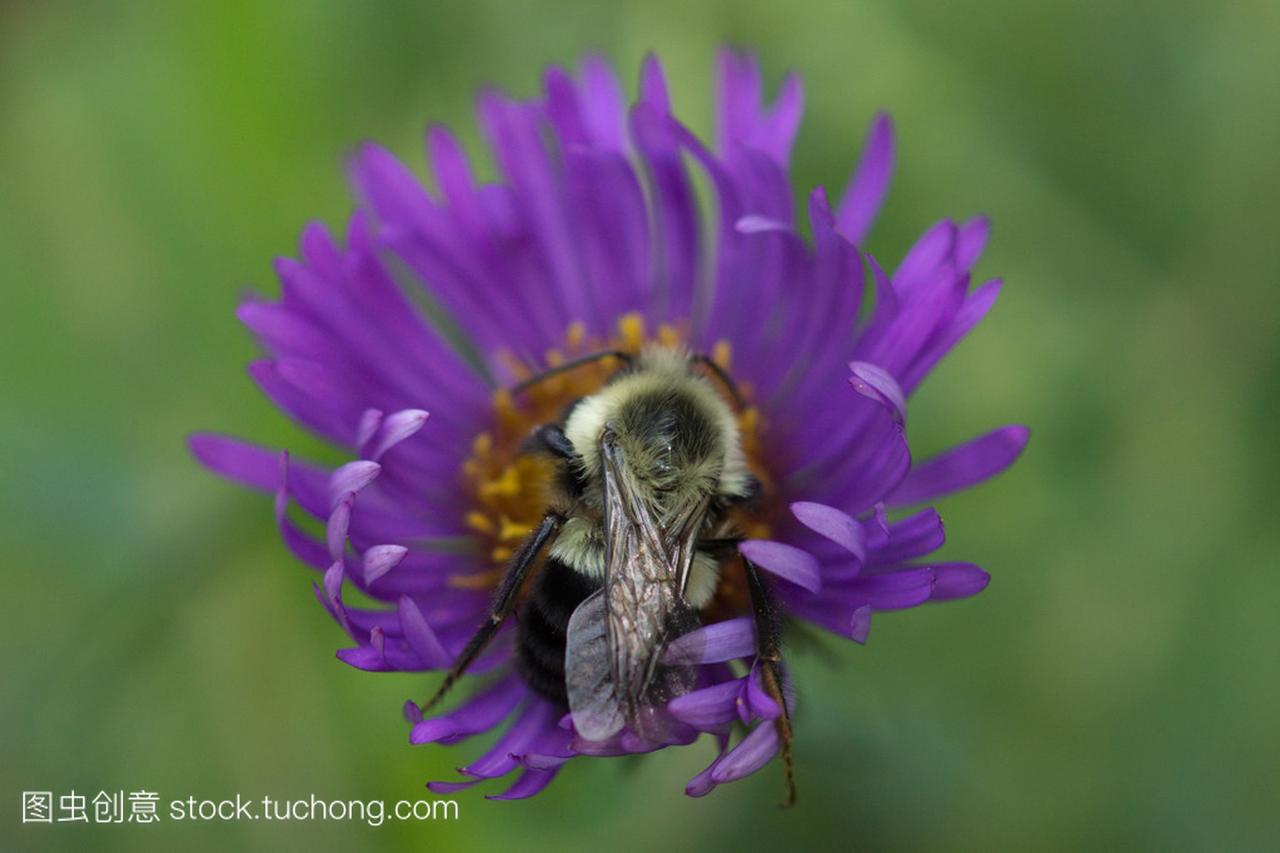 大黄蜂和新英格兰紫菀