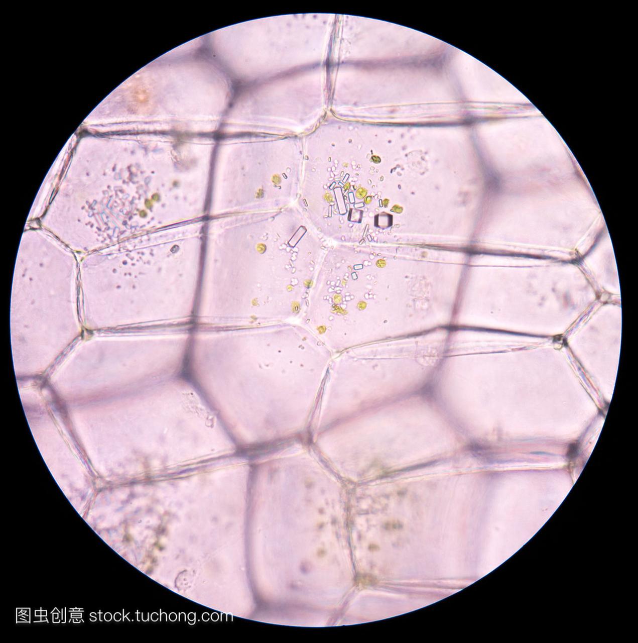 显微镜下观察植物细胞