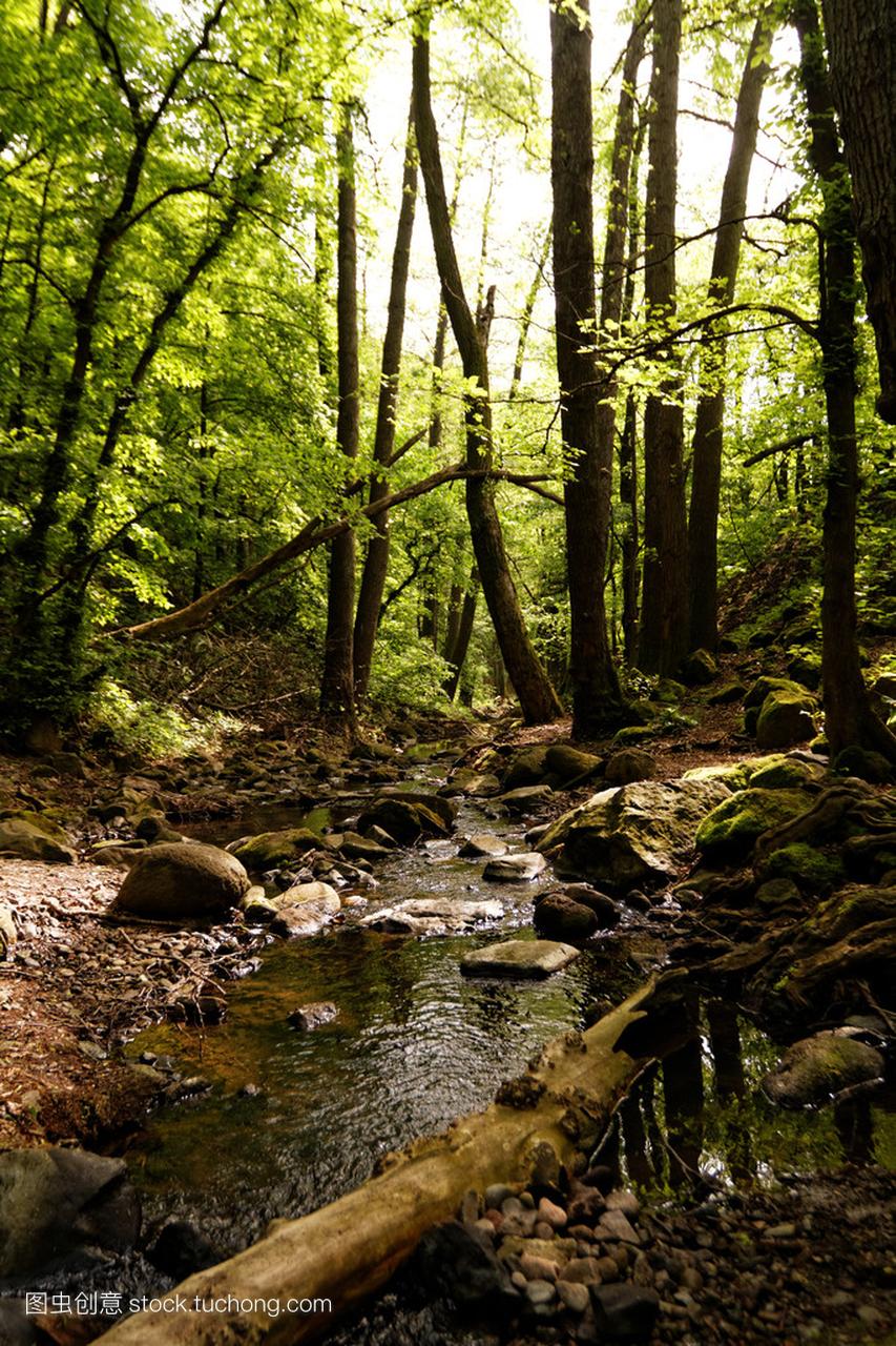 森林里美丽的小溪的照片