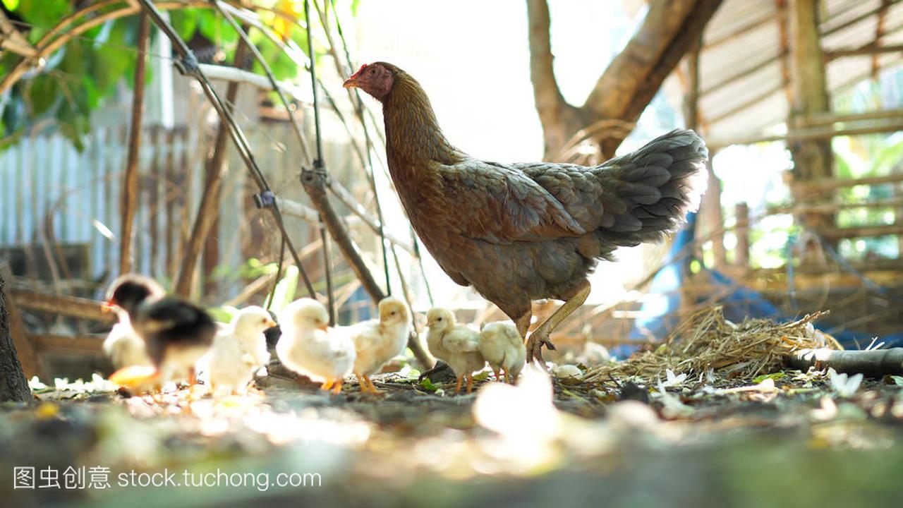 母鸡小鸡饲养在自然