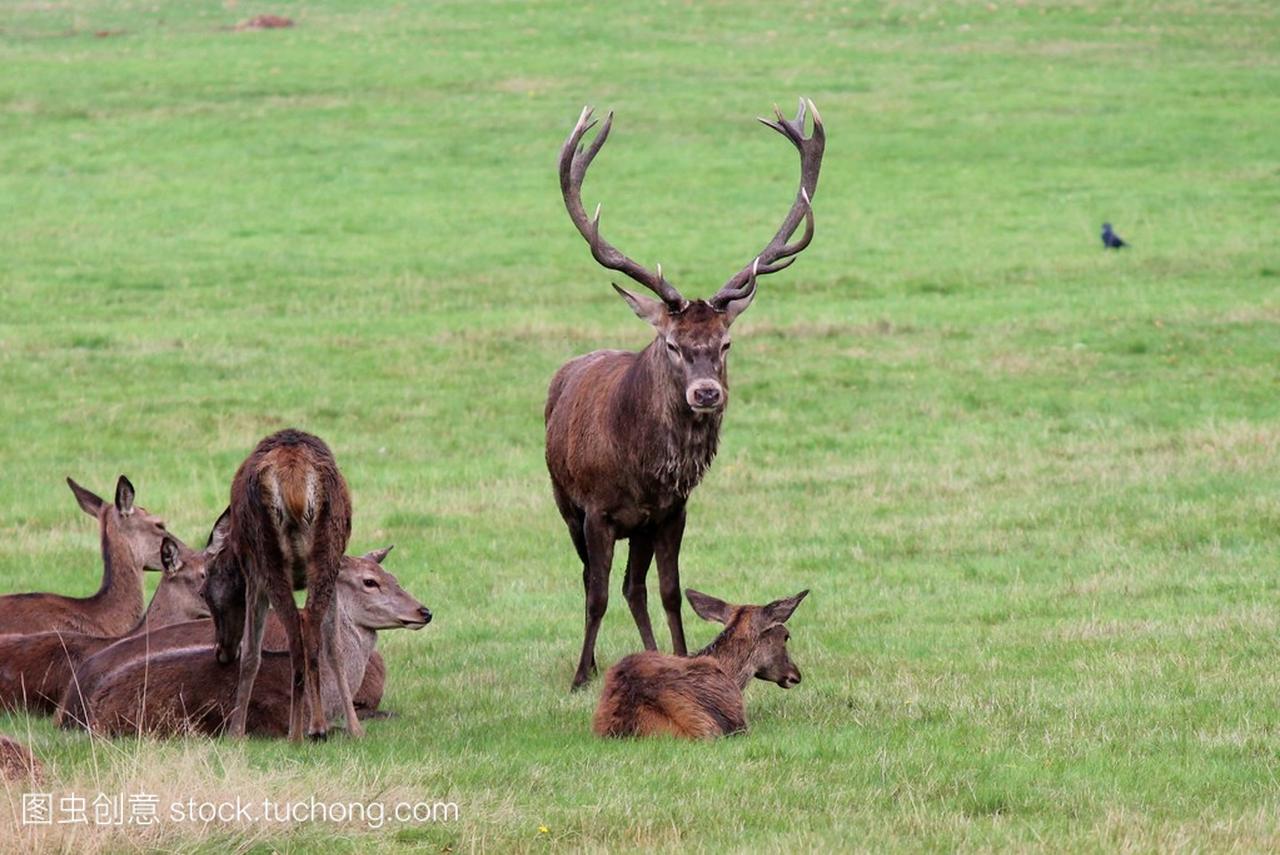 Red deer stag family herd in Bushy Park male p