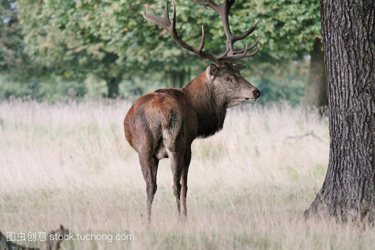 Red deer stag buck hart with antlers in Bushy P